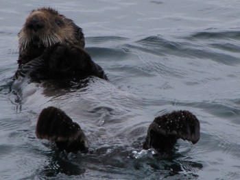 Sea otters off Sitka Sound