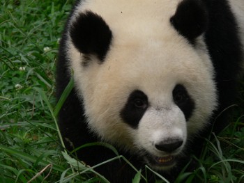Giant panda at Research Base of Giant Panda Breeding, Chengdu