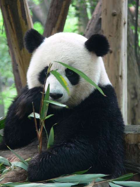 Giant panda at Research Base of Giant Panda Breeding, Chengdu