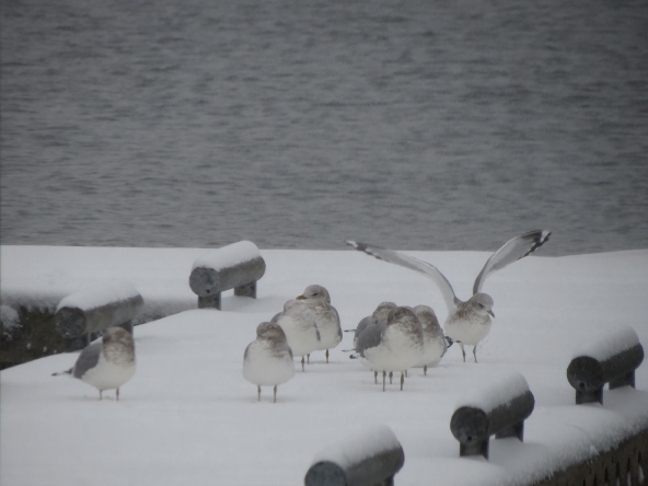 Ring-billed gulls at Bell Harbor Marina