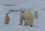 More Polar Bears Than Guests