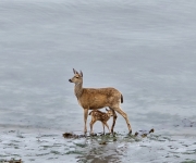 Port Townsend