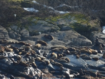 Seals on Haenke Island