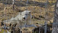 Alaska Wildlife Conservation Center