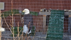 Alaska Wildlife Conservation Center