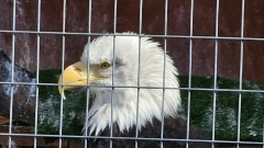 Alaska Wildlife Conservation Center