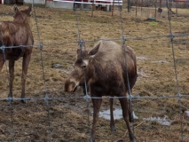 Alaska Wildlife Conservation Center