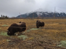 Alaska Wildlife Conservation Center