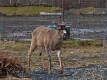 Alaska Wildlife Conservation Center