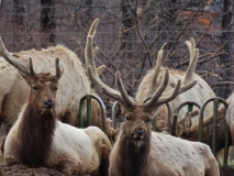 Alaska Wildlife Conservation Center