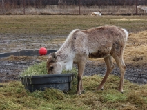 Alaska Wildlife Conservation Center