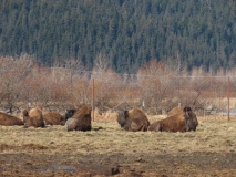 Alaska Wildlife Conservation Center