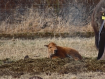 Alaska Wildlife Conservation Center