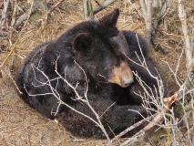 Alaska Wildlife Conservation Center