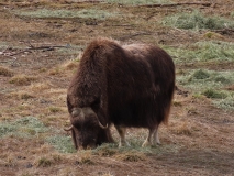 Alaska Wildlife Conservation Center