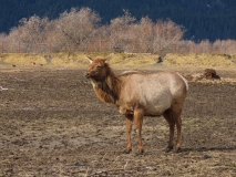 Alaska Wildlife Conservation Center