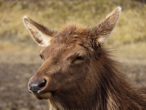 Alaska Wildlife Conservation Center