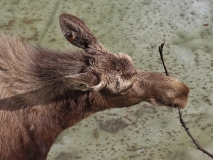 Alaska Wildlife Conservation Center