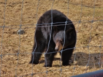 Alaska Wildlife Conservation Center