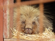 Alaska Wildlife Conservation Center