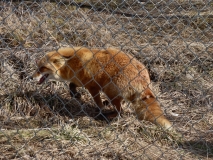 Alaska Wildlife Conservation Center