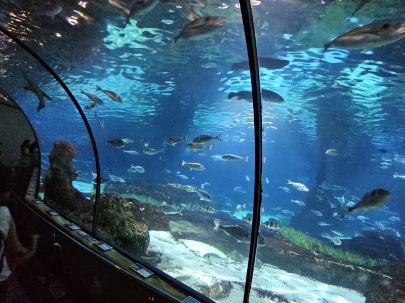 L'Aquarium, Barcelona