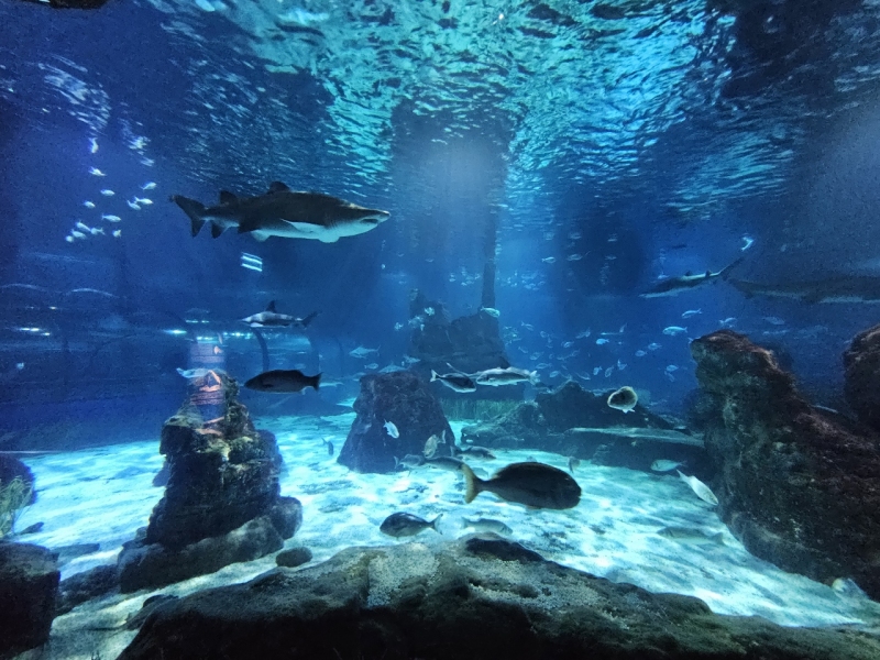 L'Aquarium, Barcelona