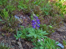 Wildflowers on Overlord Trail, Blackcomb