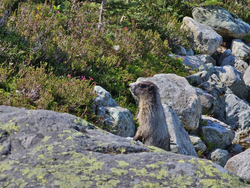 Marmot on Overlord Trail, Blackcomb