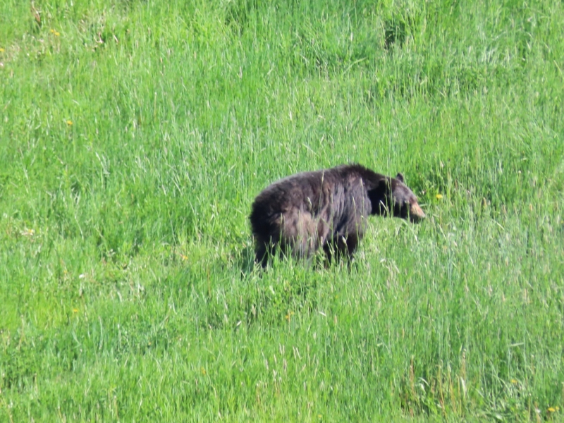 Bear from Blackcomb Gondola