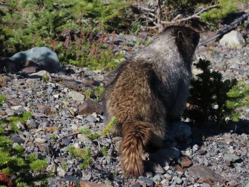 Marmot on Pika's Traverse Road, Whistler