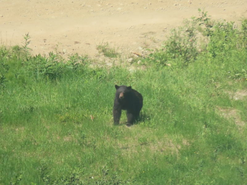 Bear from Whistler Gondola