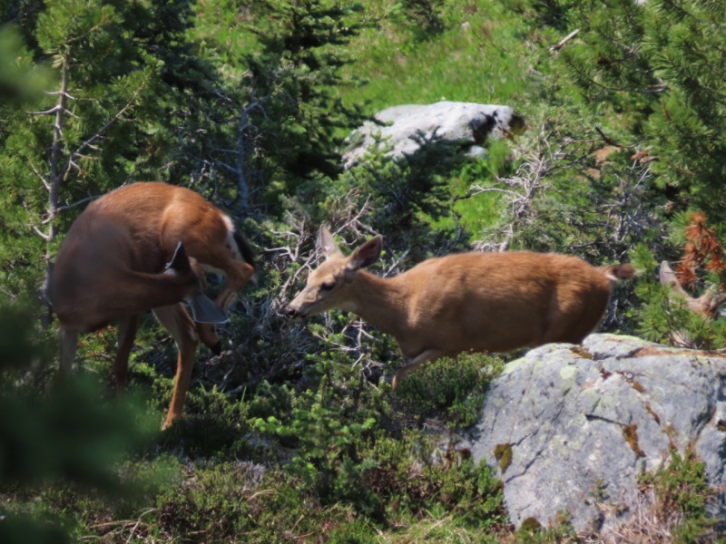 Deer on Overlord Trail, Blackcomb