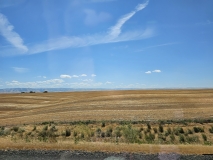 Grain Fields