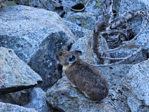 Wildlife on Cascade Pass and Sahale Arm Hike