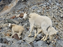Wildlife on Cascade Pass and Sahale Arm Hike