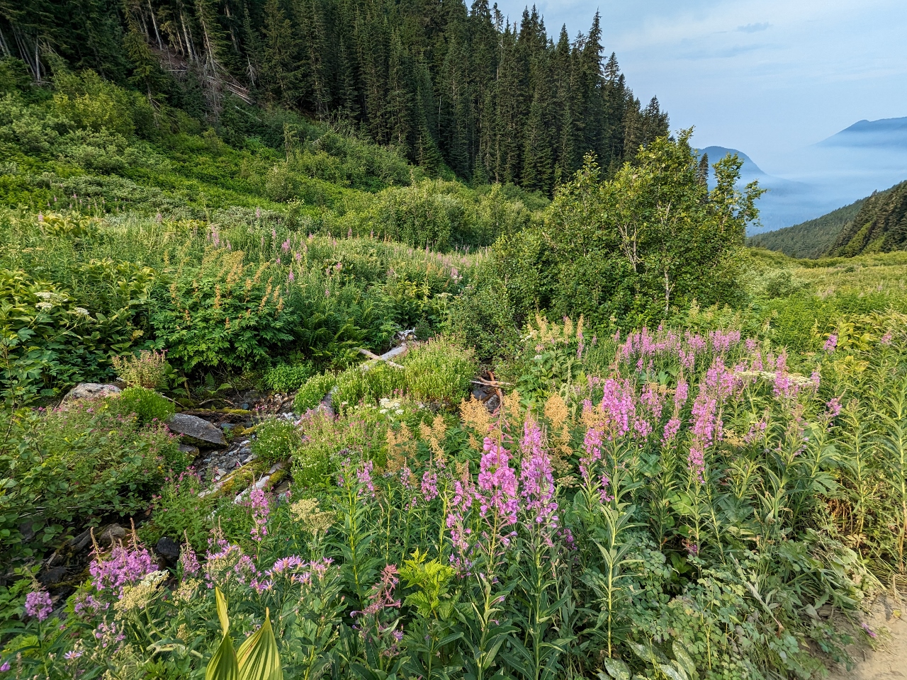Wildflowers on Hidden Lake Hike, North Cascades NP