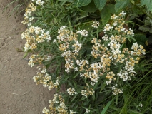 Wildflowers on Hidden Lake Hike, North Cascades NP