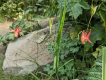 Wildflowers on Hidden Lake Hike, North Cascades NP