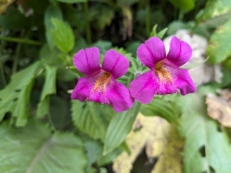 Wildflowers on Hidden Lake Hike, North Cascades NP