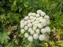 Wildflowers on Hidden Lake Hike, North Cascades NP