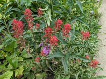 Wildflowers on Hidden Lake Hike, North Cascades NP