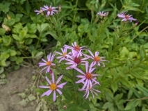 Wildflowers on Hidden Lake Hike, North Cascades NP