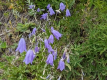 Wildflowers on Hidden Lake Hike, North Cascades NP