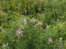 Wildflowers on Hidden Lake Hike, North Cascades NP