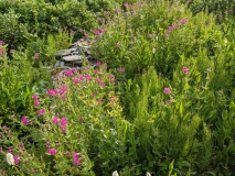 Wildflowers on Hidden Lake Hike, North Cascades NP