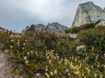 Wildflowers on Hidden Lake Hike, North Cascades NP