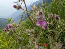 Wildflowers on Hidden Lake Hike, North Cascades NP