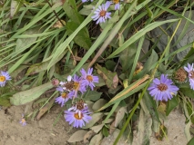 Wildflowers on Hidden Lake Hike, North Cascades NP