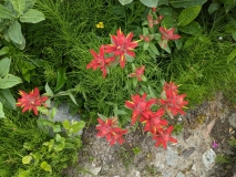 Wildflowers on Hidden Lake Hike, North Cascades NP